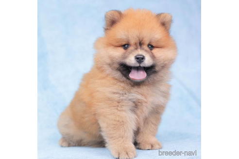 成約済の千葉県のミックス犬-199306の3枚目